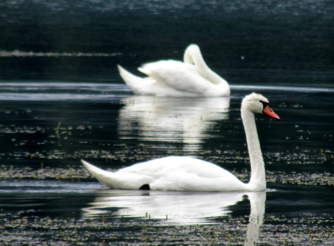 Swans in repose