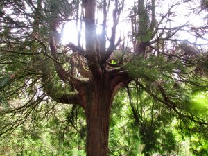 Guardian tree with sun rays