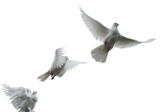 White Doves of Peace in flight