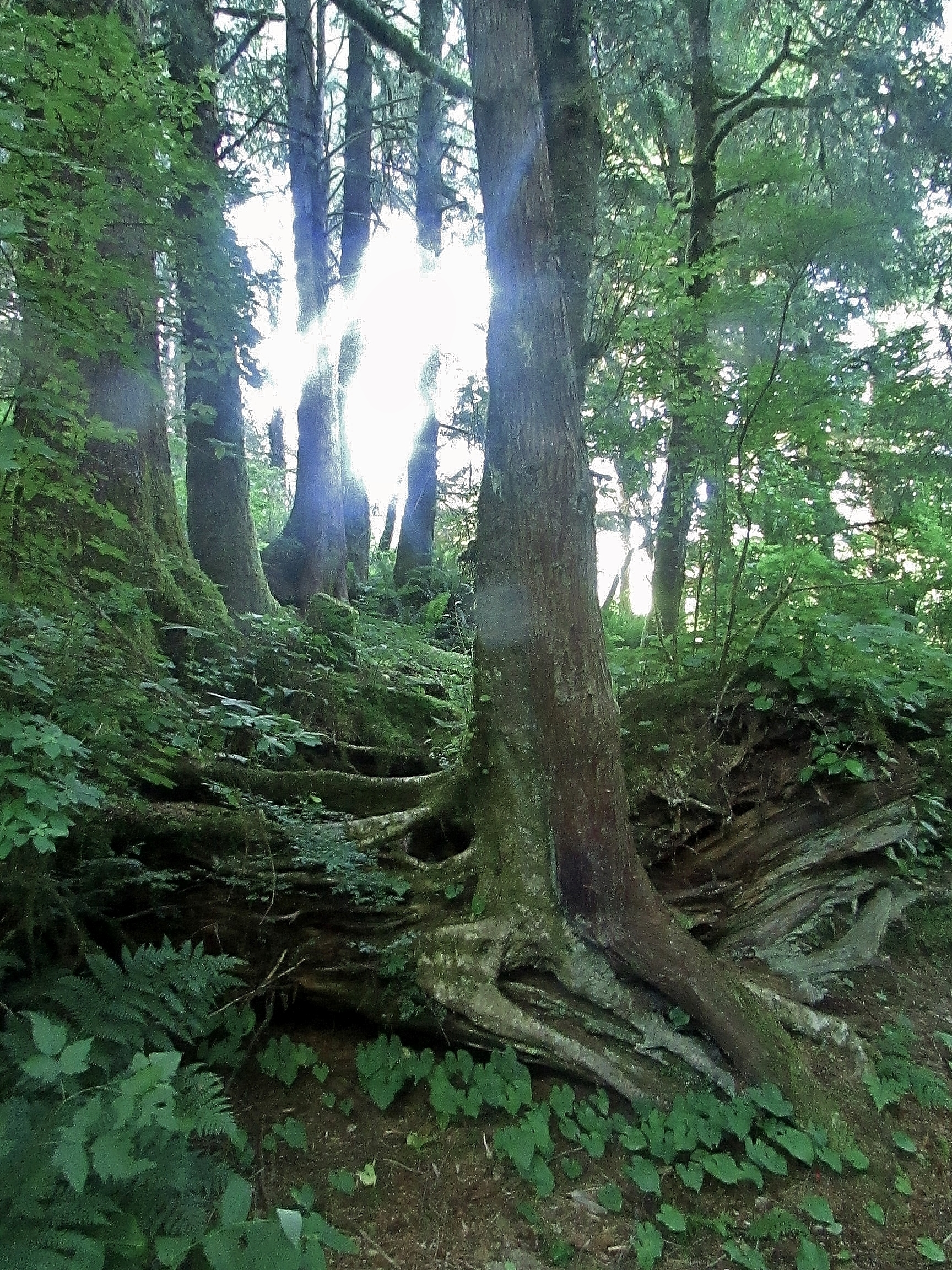 Overlighting Deva ~ Depo Bay park, Oregon